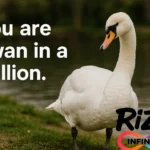 swan puns